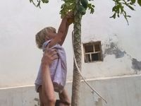 Ces dernières semaines, les arbres du jardin donnent bien : papayes, régime de bananes, extra de cueillir le petit dej !