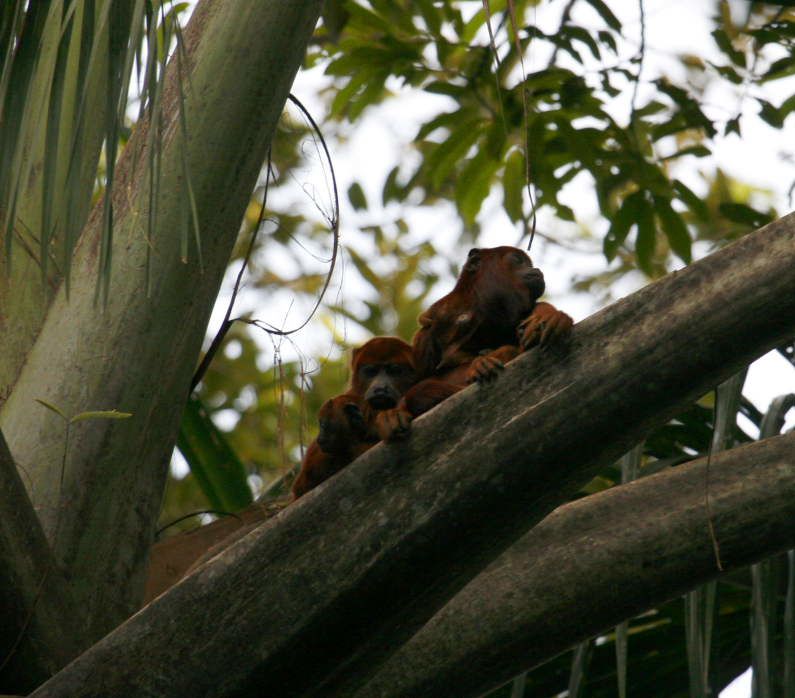 Album - Amazonie Napo Wildlife Center