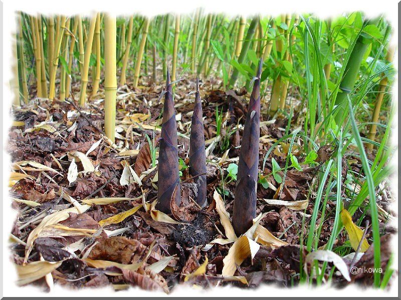 Album - Phyllostachys Glauca