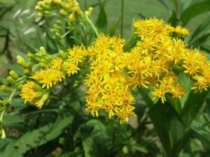 Le mot du jour: SOLIDAGO ou SOLIDAGE