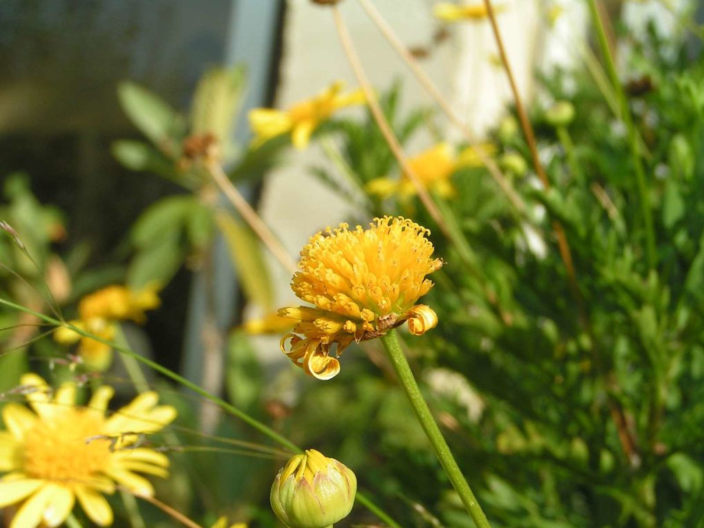 Marguerite jaune...