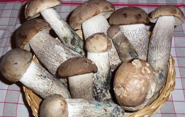 Cepes des peupliers