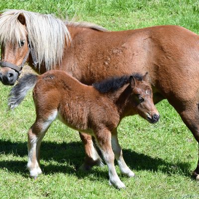 Poney femelle née le 29 Avril 2016