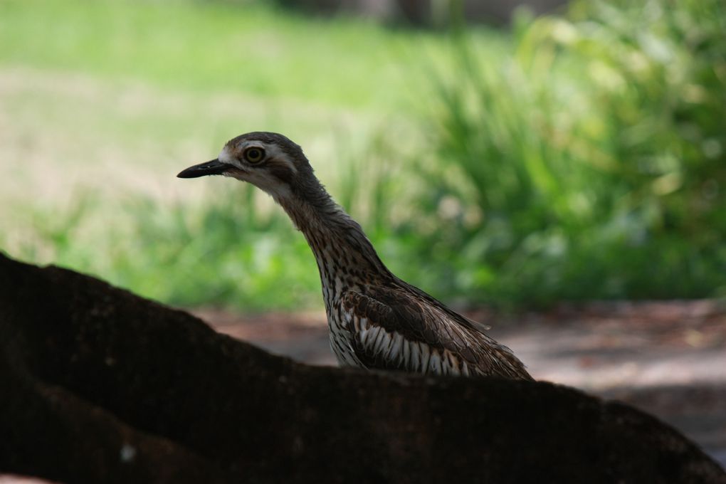 Pour les réponses, c'est par ici :
http://www.ornithomedia.com/phorum/read.php?2,118481
Merci