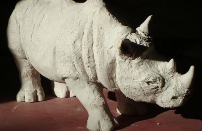 Rhino