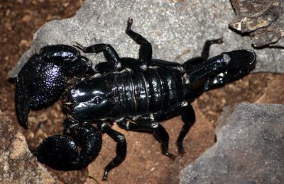 Scorpion Empereur (Pandinus Imperator) 