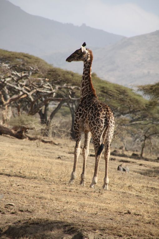 Album - 7.2 Ngorongoro