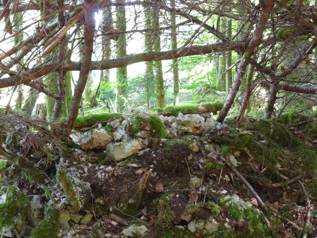 Pour la fin: construction de la cabane et petites bêtes