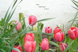 Les tulipes de mon jardin...