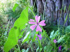 La Vallée de la Mole a fêté la nature