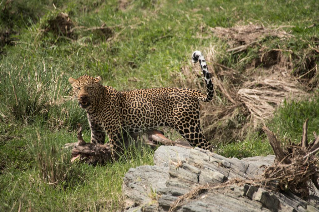 MASAÏ MARA, Lacs BARINGO &amp; BOGORIA - KENYA - OCTOBRE 2017