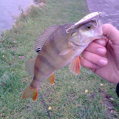 Les derniers poissons de la saison