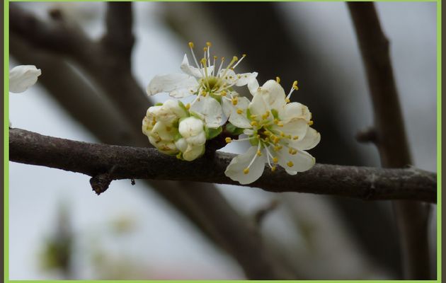Photo : fleurs de cerisier
