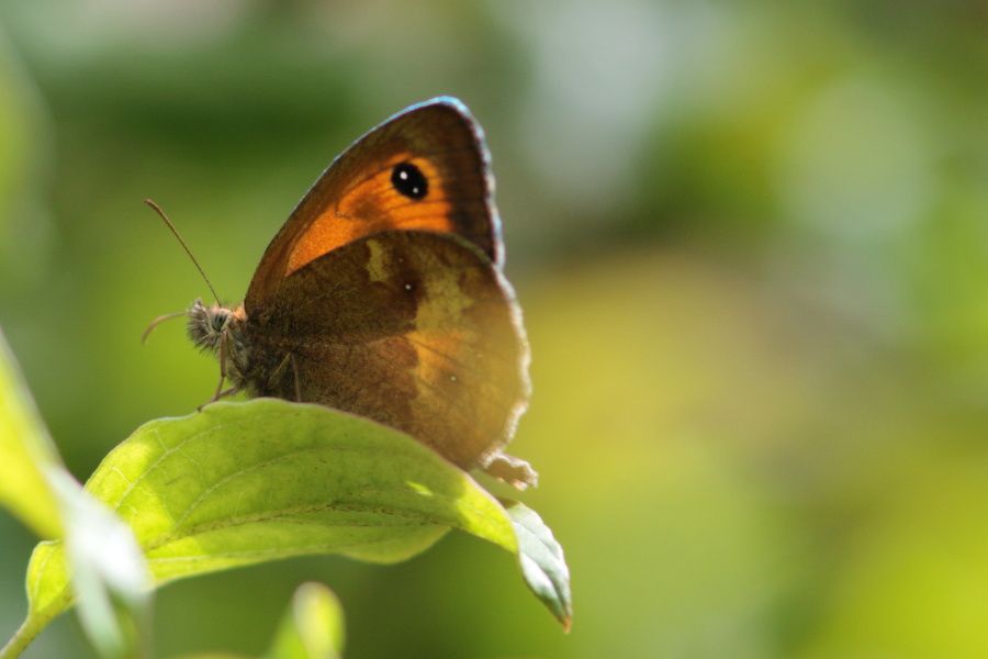 PAPILLONS à Bléré ( 37150 )                      09/07/2016