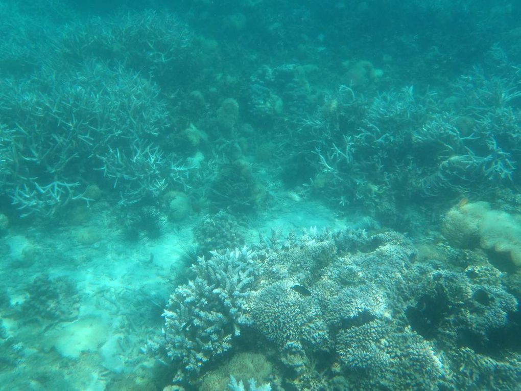 J'ai pris ces photos lors de la deuxième période de plongée. Un gentil papy allemand m'a prêté son appareil de photo étanche et voilà le résultat! Les deux récifs de corail étaient très différents. Le premier que l'on a visité était très grand et devenait très profond à partir d'une vingtaine de mètres, le second était plus restreint mais beaucoup plus plat et il était donc plus facile d'approcher les poissons. J'ai vraiment été émerveillé par la variété et la beauté des espèces. Cela m'a aussi rappelé un célèbre film de Pixar, car j'ai pu apercevoir Némo, Marin, Dory et Gill!