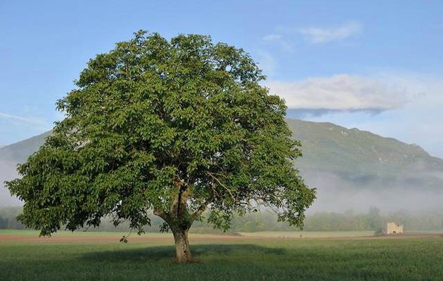 Planter un noyer