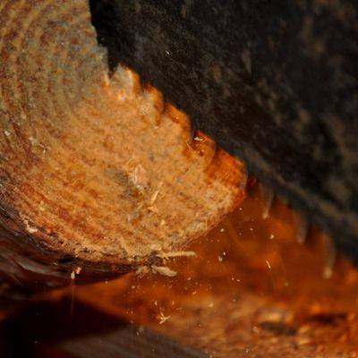 Lumière sur le sciage à la scie de long