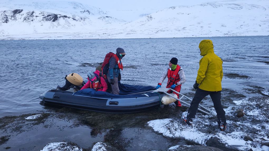 Islande : Ski de randonnée à bord de la Louise 