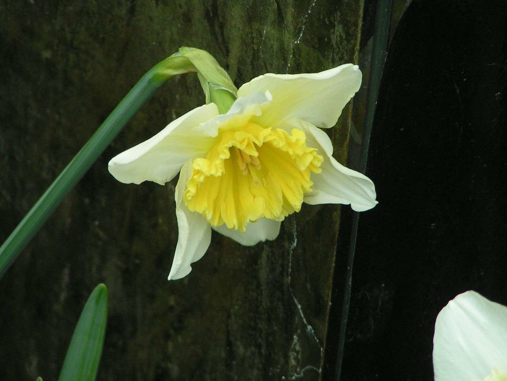 Narcisses et Jonquilles....