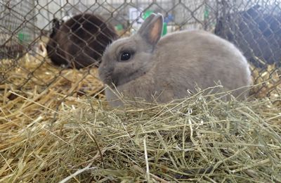 Barème des points lors du jugement des lapins en expo :