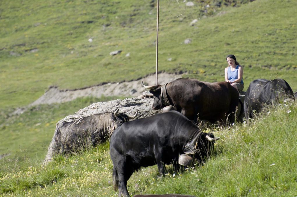 Quelques photos de notre travail à l'alpage de Novelette dans la vallée d'Hérens

Merci à Renaud d'avoir pris toutes ces photos ;-)