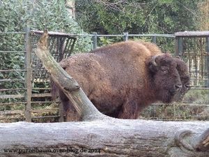 Elefanten Victor und Drumbo, Erdmännchen, Sandkatze, Löwin, Sumatra-Tiger, Bisons, Braunbären