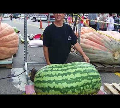 Réponses quiz : les plus gros légumes du monde