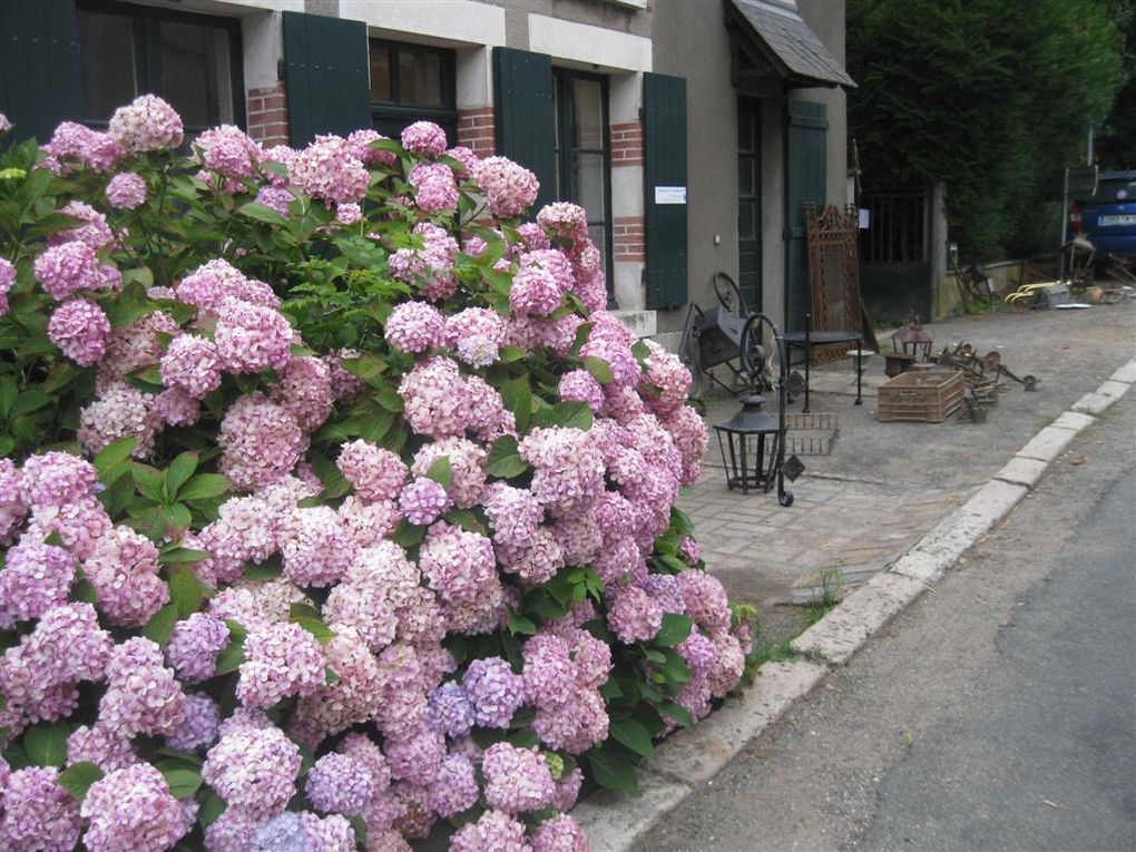 Images de fleurs que j'ai aimées