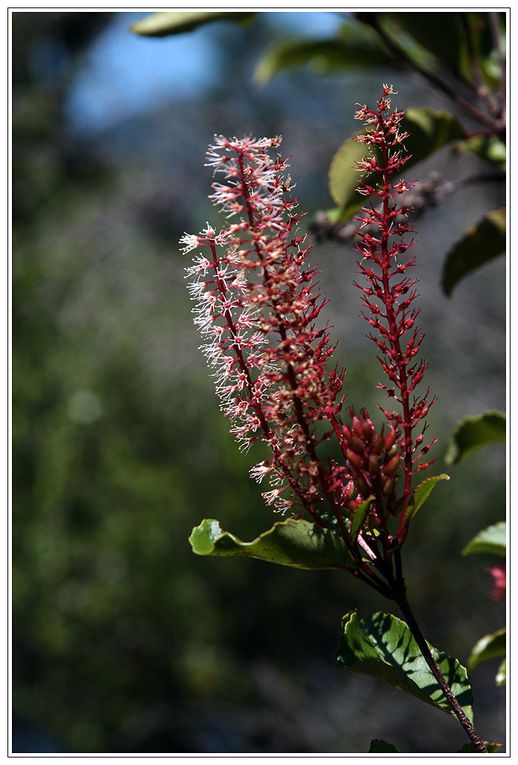 Album - New Zealand : ile du sud