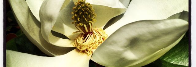Magnolia d'automne