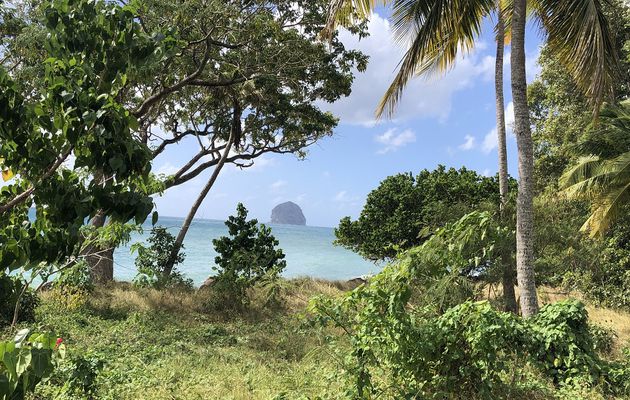 MARTINIQUE, L’ILE AUX FLEURS