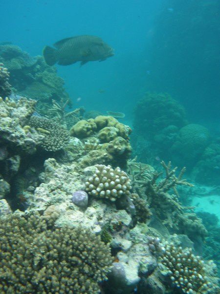 Album - Great Barrier Reef