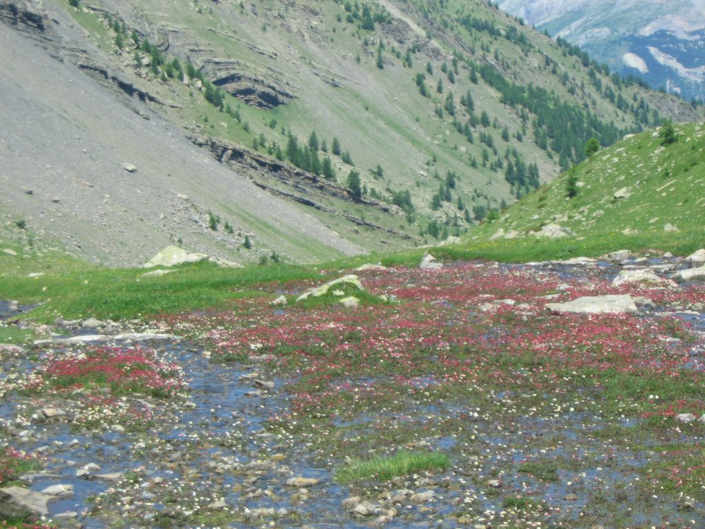 Un festival de fleurs sauvages dans les Hautes-Alpes et les Alpes de Haute Provence.