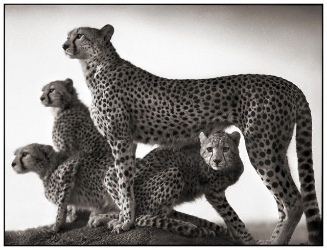 Voici, en complément de l'article "l'Afrique au crépuscule" du photographe Nick Brandt, (colonne de droite du blog - galerie de dessins) 45 photos parmi les plus belles du livre.