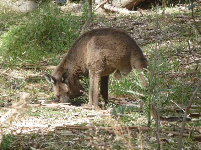 Album - 82-Australie-Flinders Ranges-Uluru &amp; Outback