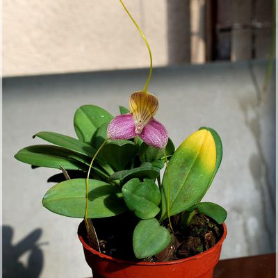 Masdevallia caudata