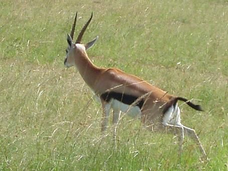 Safari de trois jours !