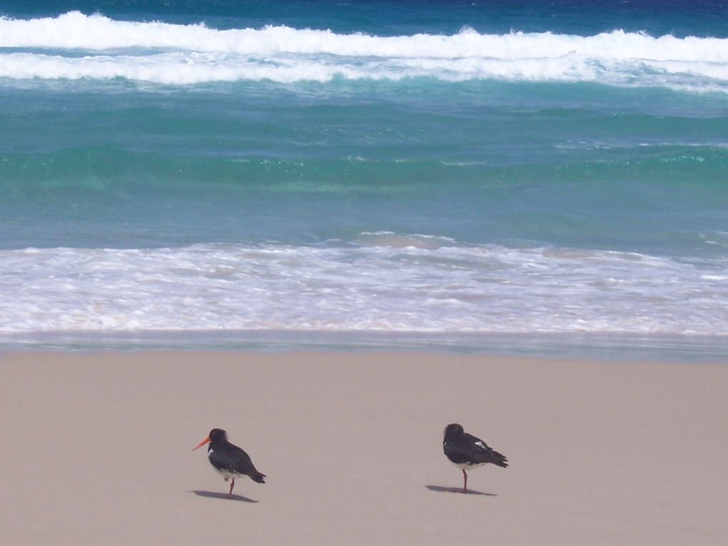 Mal wieder ein toller Urlaub, von Sydney, Brisbane, Fraser Island und last but not least Moreton Island!