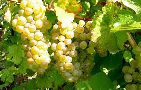 #White Sparkling Wines Producers Central Valley California Vineyards 