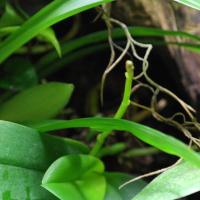 Mini Phalaenopsis -Hampe Florale 18 11 2017