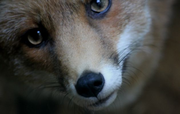 Le renard roux européen