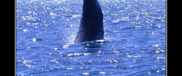Photos de baleines à bosse (Megaptera novaeangliae) à Mayotte