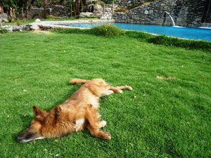 Et qui nous retrouvons ? Ce bon vieux Colca, qui nous fait la fête en nous voyant arriver !