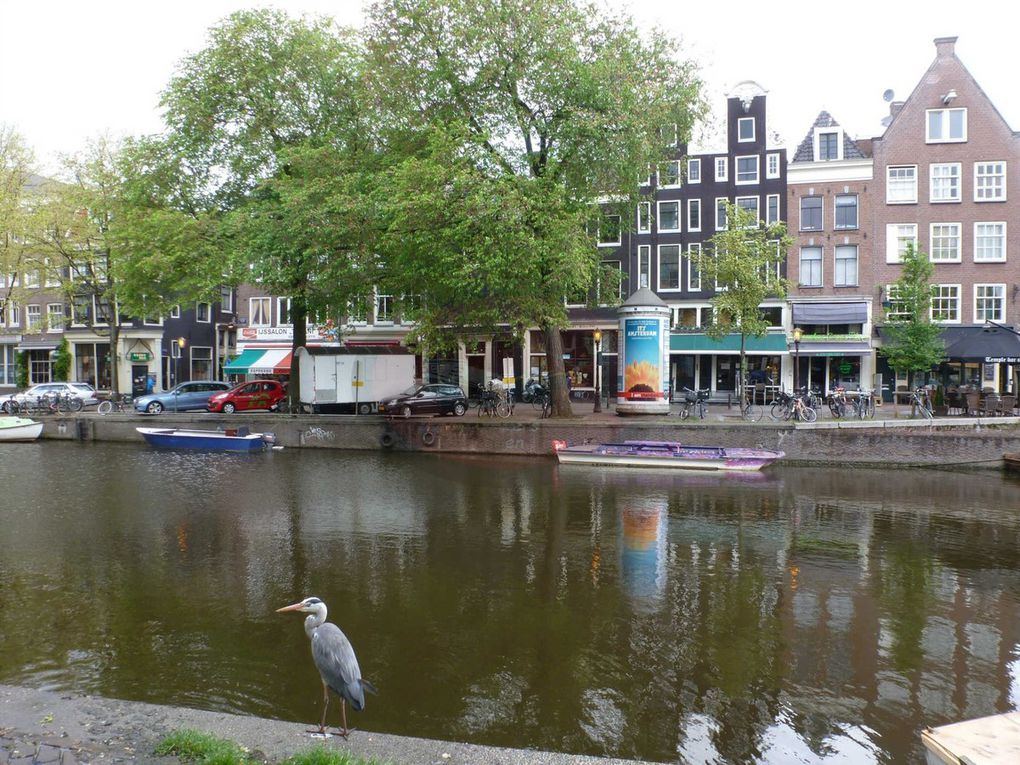 Amsterdam, capitale des Pays-Bas, est peuplée par 840 486 habitants. Son nom vient de Amstelredamme évoquant les origines de la ville : Dam (la digue) sur l'Amstel. Ancien petit village de pêcheurs au XIIe siècle, la ville connaît une très forte croissance au Moyen Âge jusqu'à devenir l'un des principaux ports du monde durant le Siècle d'or néerlandais.