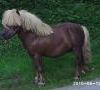 Elevage de poney shetland: