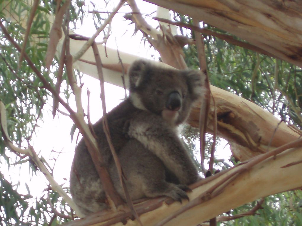 Ceduna, première ville après le Nullarbor, une nuit à Kimba (pile au milieu de l'Australie), Port Augusta, Adelaïde, Wodonga et nos amis Di et Steven, le jour de l'an à Mitta-Mitta (où Mr. Big passe l'hiver 2009)...