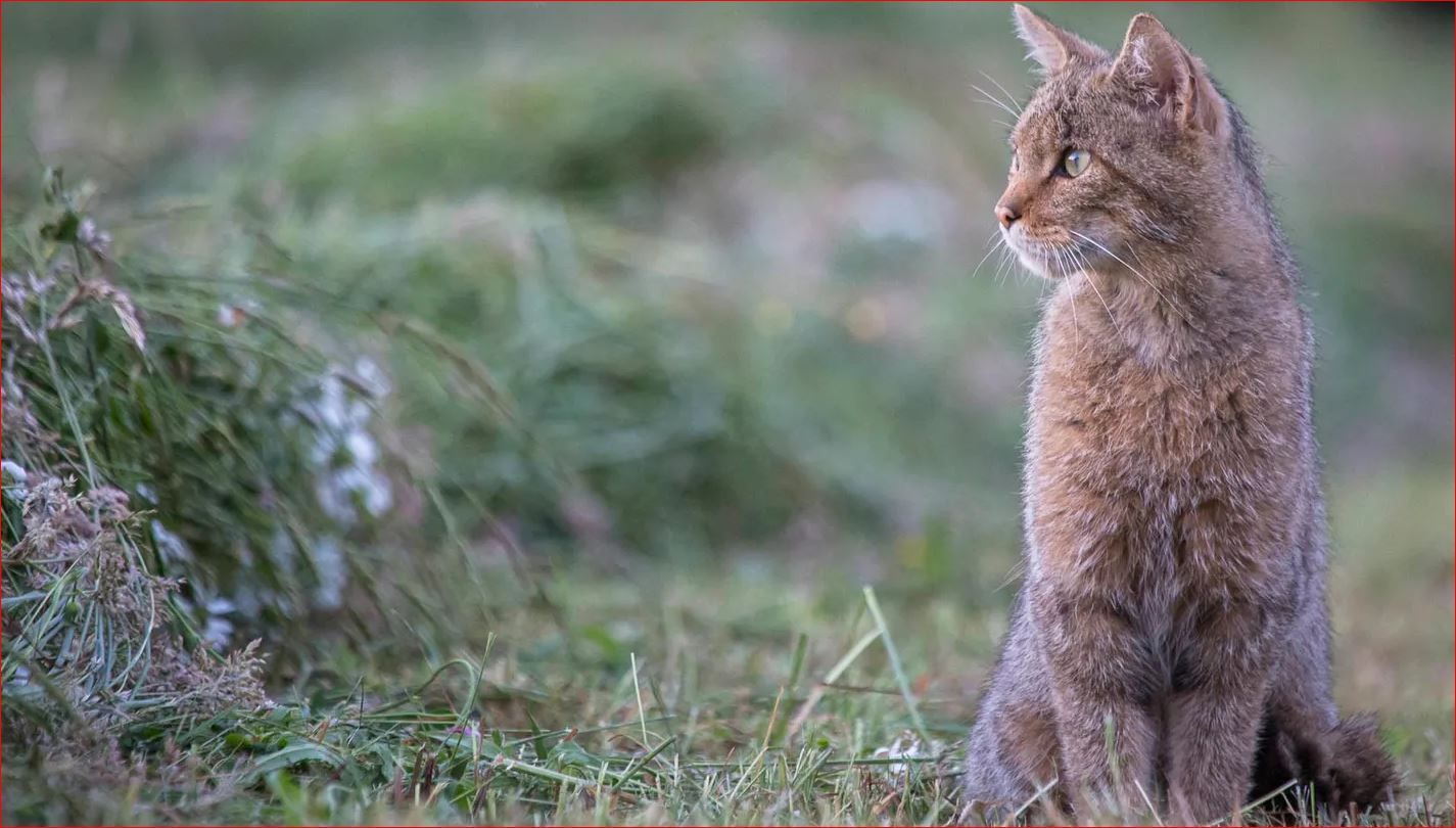Le Chat Sauvage Connait Une Phase D Expansion En France Anab Association Nature Alsace Bossue