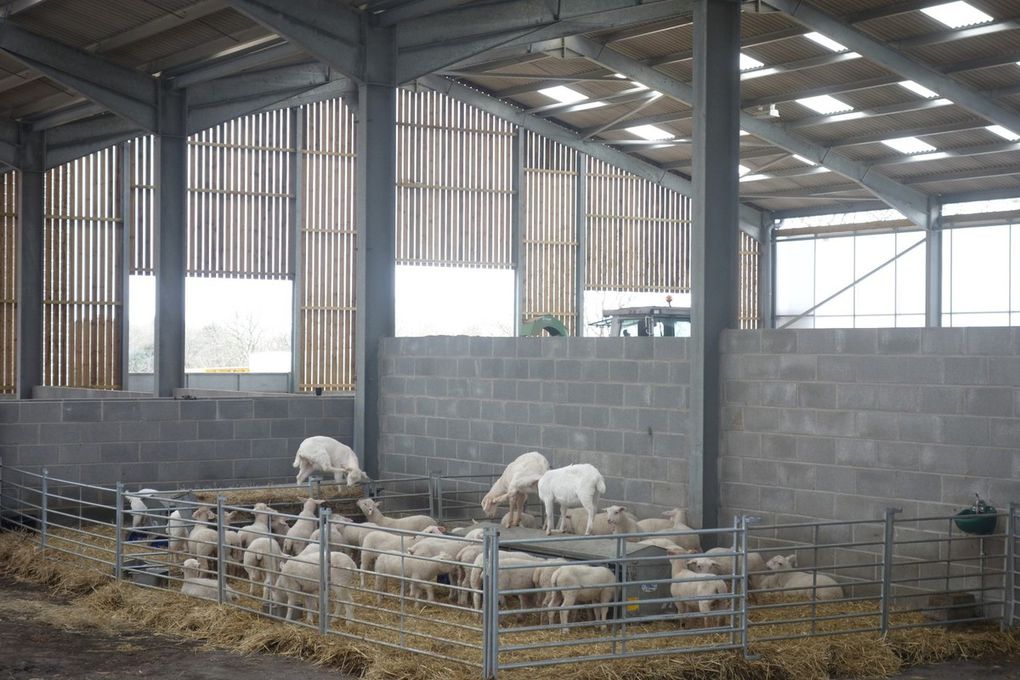 Haberfield Park Farm, one short step