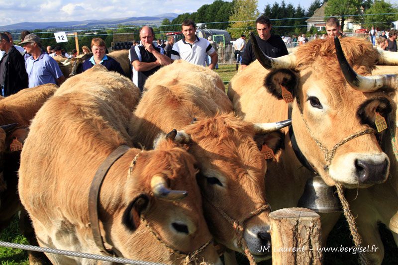 Groupes ou familles de vaches