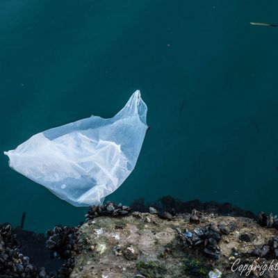 Esthétique de la pollution par les sacs plastiques ..